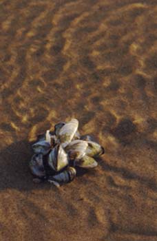 Closeup of Zebra mussels on beach