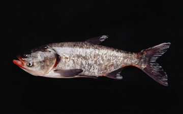 Image of bighead carp on black background