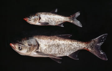 Image of two bighead carp showing size comparison