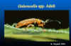 Galerucella beetle title slide: beetle on leaf with words "Glaerucella Beetle" above