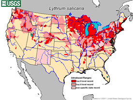 Distribution map of purple loosestrife