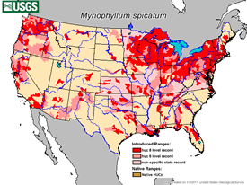 Distribution map of watermilfoil