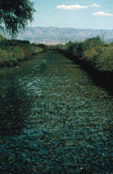 Weed choked canal