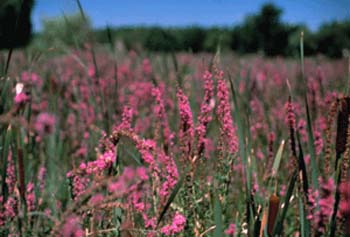 Closeup of Purple loosestrife