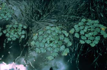 Spreading Water Chestnut