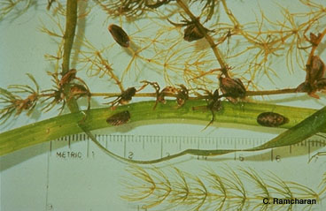 Zebra mussels on aquatic weeds next to metric ruler for size comparison