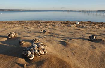 Zebra mussels on beach