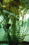 Hydrilla in Aquarium