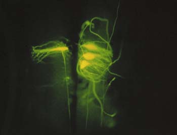 lamprey neurons