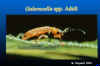 Galerucella beetle title slide: beetle on leaf with words "Glaerucella Beetle" above