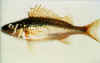 Eurasian ruffe