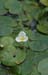 Closeup of Frogbit